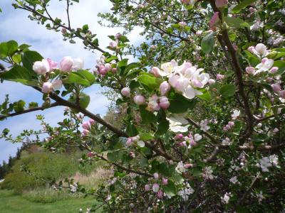 リンゴの花の咲くプリンスエドワード島へ　その1（羽田～シャーロットタウン）