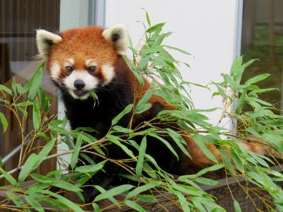 初夏のレッサーパンダ紀行【３】周南市徳山動物園　意外だったスミレちゃんの徳山お嫁入り！！ 残念ながらご本人（ご本熊猫）には会えず