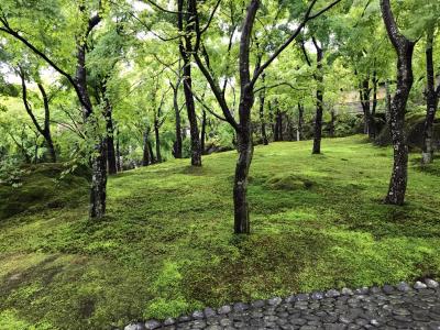 雨の箱根強羅温泉　おひとり様1泊旅行