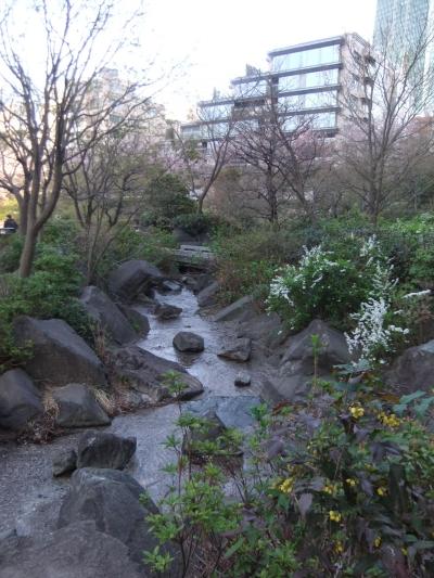 東京新美術館から乃木神社・檜町公園付近のさくら