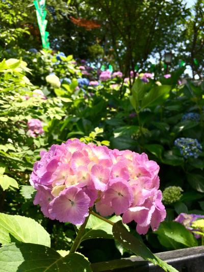 6月 花散歩～白山神社から小石川後楽園