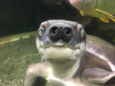 男一人で東京タワー水族館に行ってきた