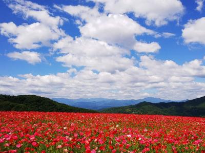 ☆彡天空のポピーを求め長瀞ライン下りも満喫☆彡