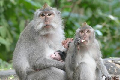 コモドドラゴン討伐の旅　インドネシア編　第一部　ウブド編