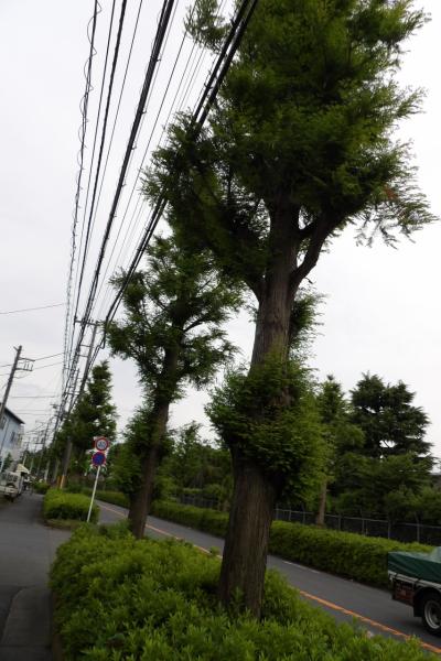 メタセ白雨通り