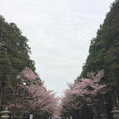 GW桜を観に北海道へ～札幌編～