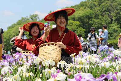 東村山菖蒲まつり開催中の北山公園花菖苑