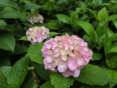 梅雨の合間に、大阪万博記念公園・自然文化園「あじさいの森」をホロホロ散歩。（2018）