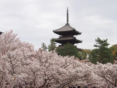 青春１８きっぷの旅 ２０１８年春 ［５］　平野神社・仁和寺など、京都の遅咲きの桜を楽しみました