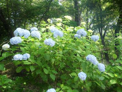 山上城跡公園のアジサイ_2018_咲き始めましたが蕾が多く、見頃はまだ先です。（群馬県・桐生市）