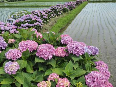開成町の紫陽花