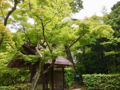 新緑の京都～2018 青もみじ 桂離宮編