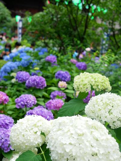 白山神社　紫陽花祭り