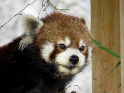 初夏のレッサーパンダ紀行【５】広島市安佐動物公園　気になるのは友友ちゃんの馴致とキクちゃんのお腹様子、そして、自然体の麻麻さんに心惹かれました！！