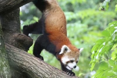 あじさい咲く雨の埼玉こども動物自然公園～さよならニーナちゃん～（午前編）朝一番の活動がぎりぎり見られたコアラの赤ちゃんのシャインくん～小雨の中でハイテンションなレッサーパンダの子供のミヤビちゃん＆ワオギツネザルの赤ちゃんはまたしてもしっぽだけ@