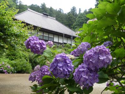 大中寺のアジサイ_2018_だいぶ咲いています。満開間近です。（栃木市・大平町）