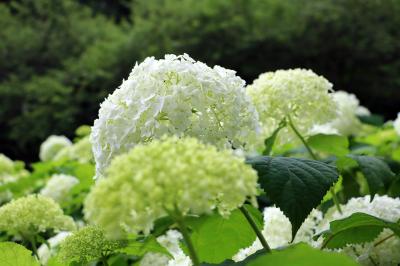 相模原北公園のアジサイ、相模原公園の花菖蒲・・・