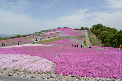 茶臼山のシバザクラ