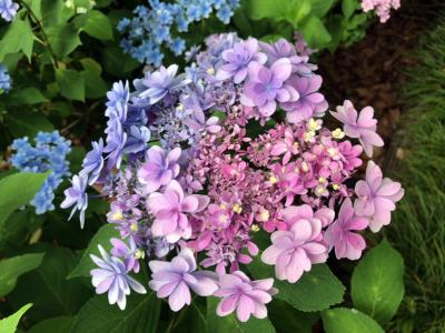 加茂荘花鳥園　紫陽花と花菖蒲とカモで大満足