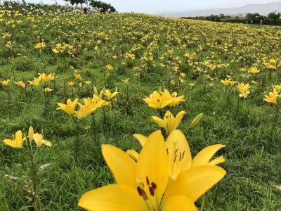 芦屋ロックガーデンハイキングの後　舞洲ゆり園へ