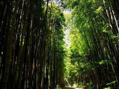 伏見桃山から醍醐寺まで