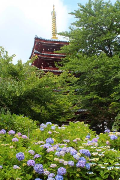 本土寺・あじさい通り・東部あじさい苑で紫陽花を愛でる2018年