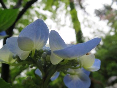 高幡不動尊の紫陽花