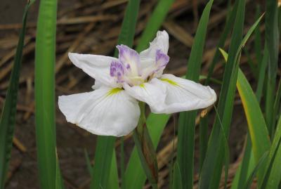 2018梅雨、鶴舞公園の花(5/8)：花菖蒲園、緑化センター、斑入り月桃