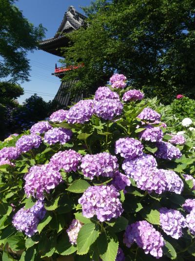 能護寺のアジサイ_2018_ほぼ満開、見頃です。（埼玉県・熊谷市）