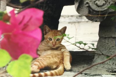 回顧バンコク2005年　夏休みに香港からふらり・・