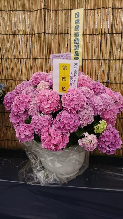 浅草まで散歩途中、長国寺で紫陽花祭りを見てから、浅草のアミューズ　ミュージアムへ行きました。