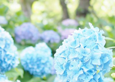 第2弾 府中市郷土の森博物館へGO! やや咲き始めで白が中心 in TOKYO