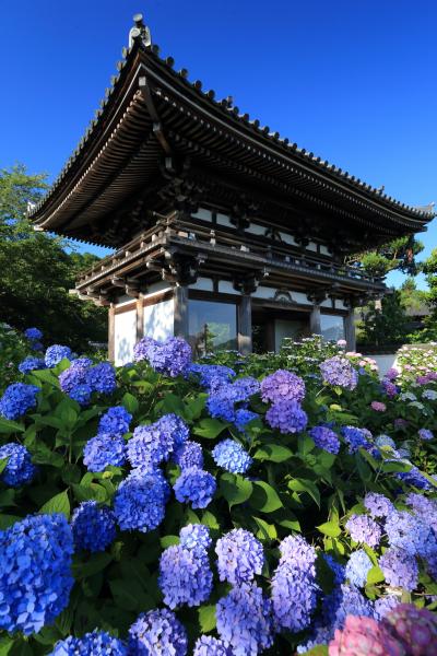 京都　紫陽花めぐり～丹州觀音寺、東光院