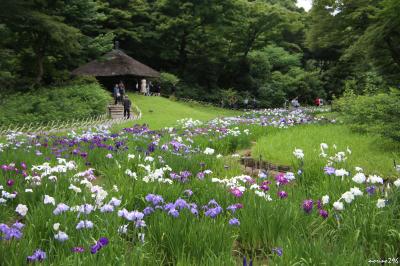 明治神宮御苑の花菖蒲