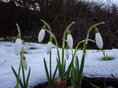 大好きスコットランド～だってすてきな人たちがいるから④Peebles/Dawyck Garden～
