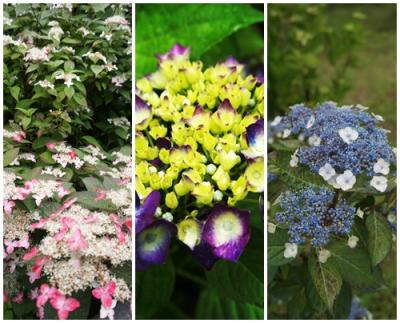 紫陽花を見に栃木県太田原市黒羽城址公園へ