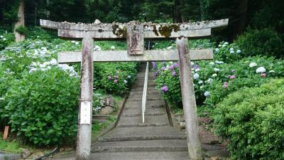 岡山☆吉備津神社の紫陽花