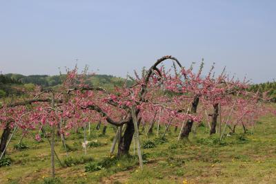 牟礼の丹霞郷と妙高の菜の花