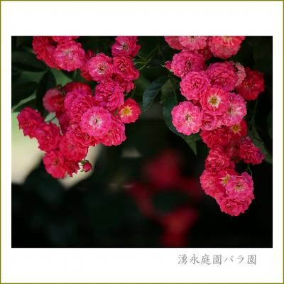 Solitary Journey［1952］初夏を彩る薔薇と花菖蒲＆鉄板焼の「元就」で退職祝い＜湧永記念庭園＆向原花菖蒲畑＞広島県安芸高田市