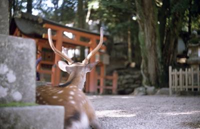 奈良　2 東大寺って凄いね。。。