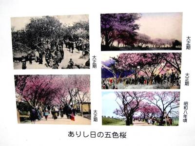 ワシントンから里帰りした「五色桜」を見に、荒川堤、都市農業公園へ行く