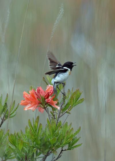 野鳥撮影記録・２０１８年6月－７