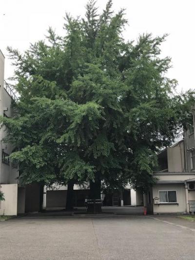 8年ぶり小学校へ