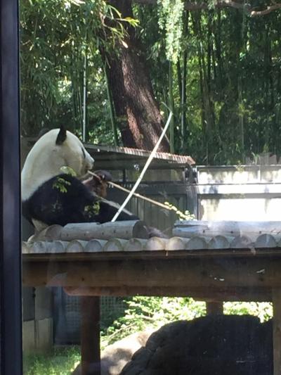 2018GW 母子旅行　2泊3日 上野動物園&amp;アパホテル塩見駅レストラン「ラベランダ」満喫！　前編