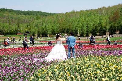 2018.5 春の滝野すずらん公園…満開のシラネアオイと咲きはじめのチューリップ畑