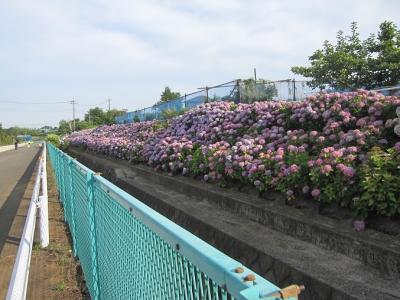  横浜市都筑区水と緑の散策K　都筑の原風景をめぐり、あじさい緑道を歩くコース