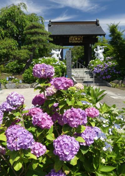 松源寺のアジサイ_2018_ほぼ満開、綺麗な花が見頃です。（群馬県・みどり市）