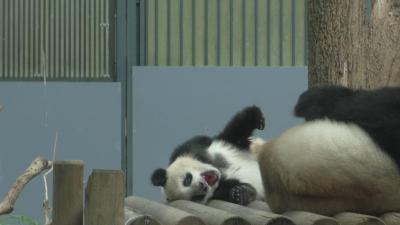 再びシャンシャン（上野動物園）