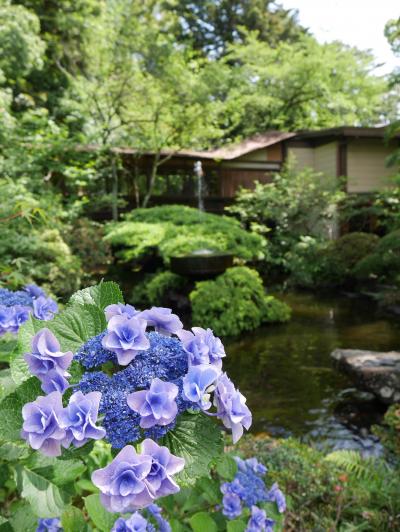 小田原散歩2018　あじさい花菖蒲まつり　