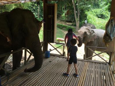 いろんな魅力いっぱいのルアンパバーン、家族３泊の旅。その２：象とのふれあい編